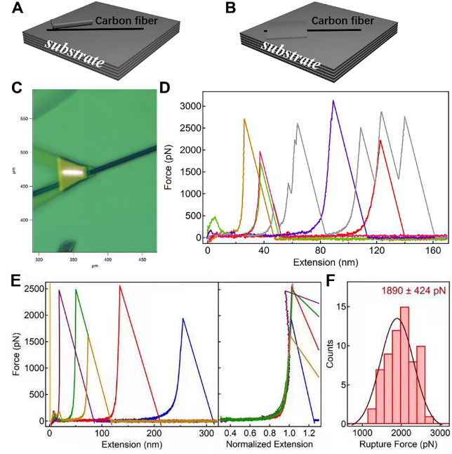 吉大王贵宾教授 CSTE：碳纤维表面电化学直接接枝大分子结晶性聚芳醚酮改善聚醚醚酮/碳纤维复材界面性能的图3