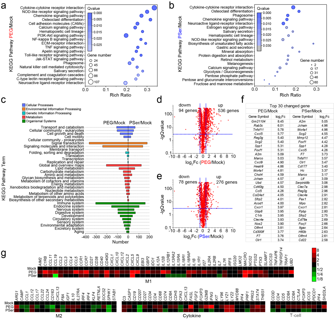 华东理工刘润辉教授课题组《Nat. Commun.》：仿生启发的新一代抗植入异物反应高分子材料的图5