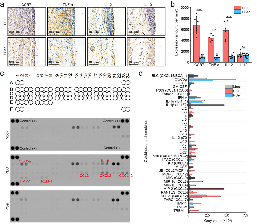 华东理工刘润辉教授课题组《Nat. Commun.》：仿生启发的新一代抗植入异物反应高分子材料的图4