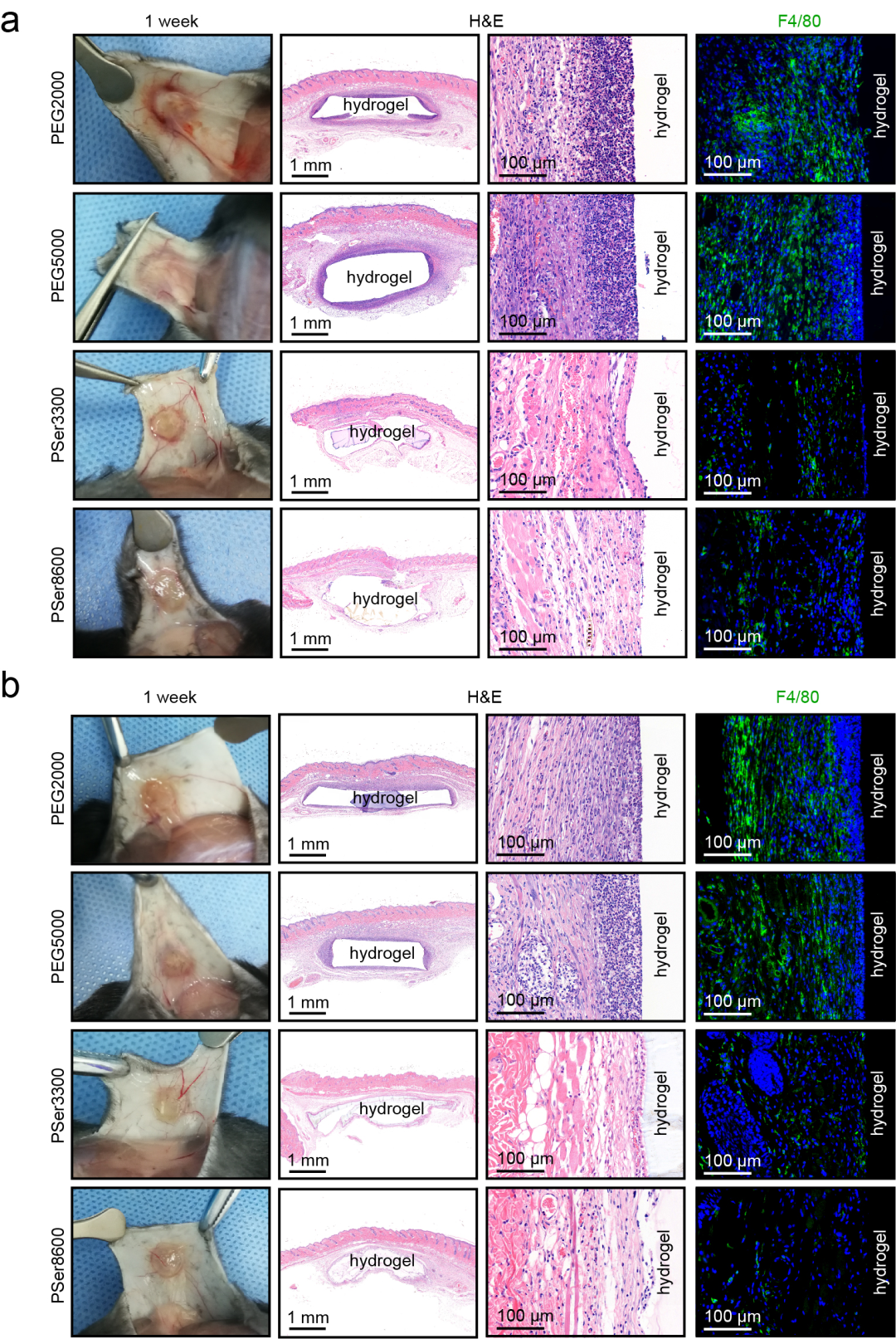 华东理工刘润辉教授课题组《Nat. Commun.》：仿生启发的新一代抗植入异物反应高分子材料的图2