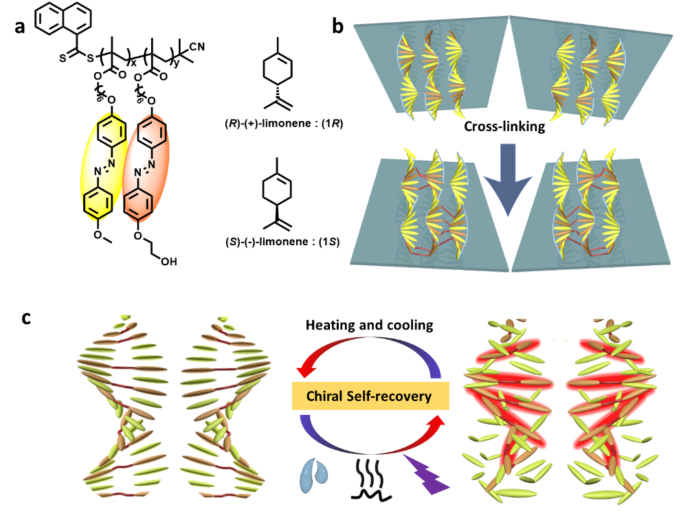 苏州大学张伟教授团队Angew：非手性聚合物体系中超分子手性的传递、放大、存储以及手性自修复的图1