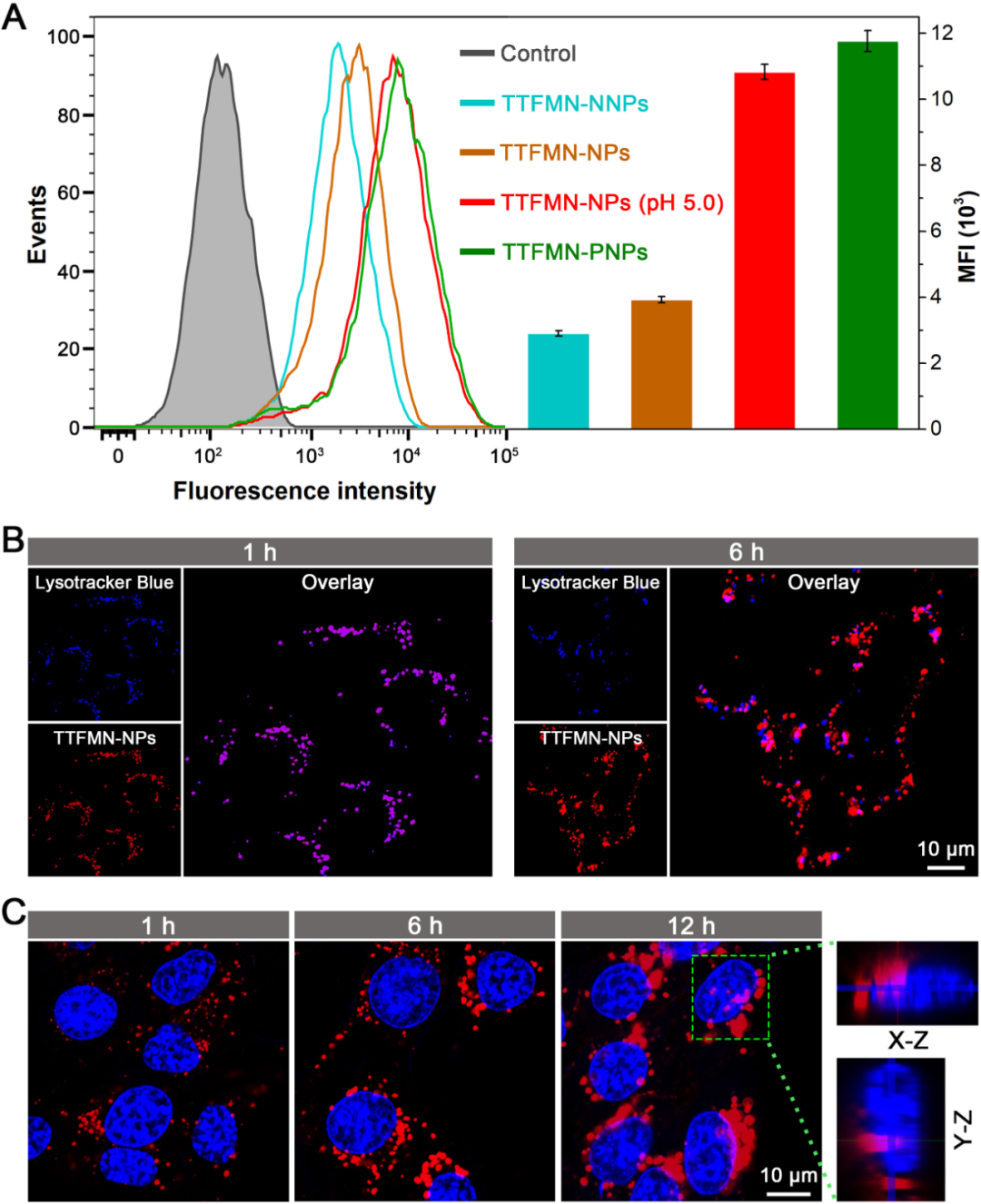 唐本忠院士/王东副教授Adv. Sci. ：高效I型AIE光敏剂用于肿瘤细胞核靶向光动力治疗的图3