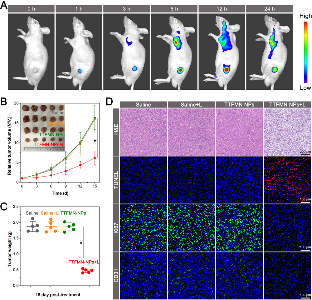唐本忠院士/王东副教授Adv. Sci. ：高效I型AIE光敏剂用于肿瘤细胞核靶向光动力治疗的图4