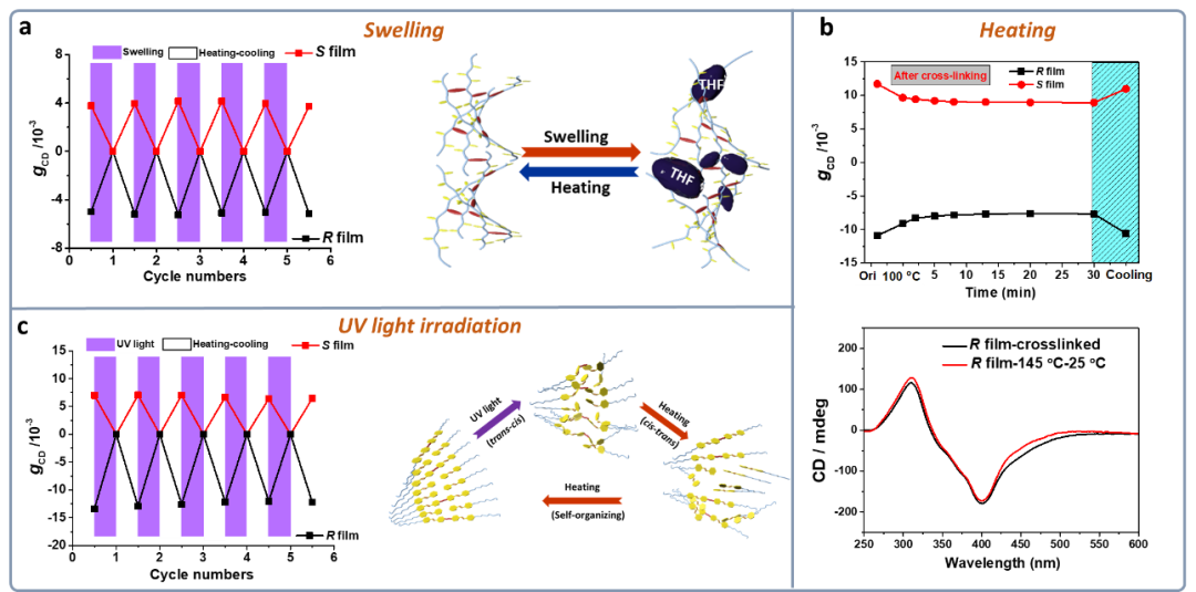 苏州大学张伟教授团队Angew：非手性聚合物体系中超分子手性的传递、放大、存储以及手性自修复的图3