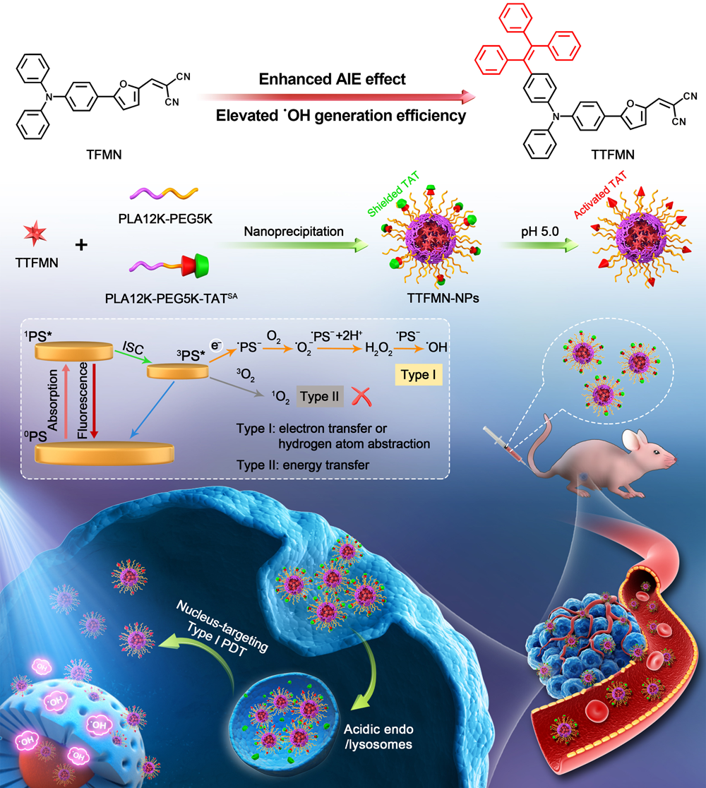 唐本忠院士/王东副教授Adv. Sci. ：高效I型AIE光敏剂用于肿瘤细胞核靶向光动力治疗的图1