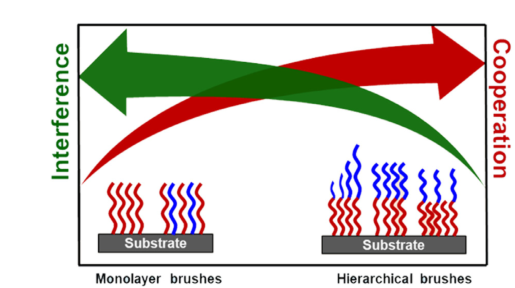 长春应化所殷敬华/栾世方课题组《Prog. Polym. Sci.》综述:层状高分子刷设计及其生物医学应用研究新进展的图1