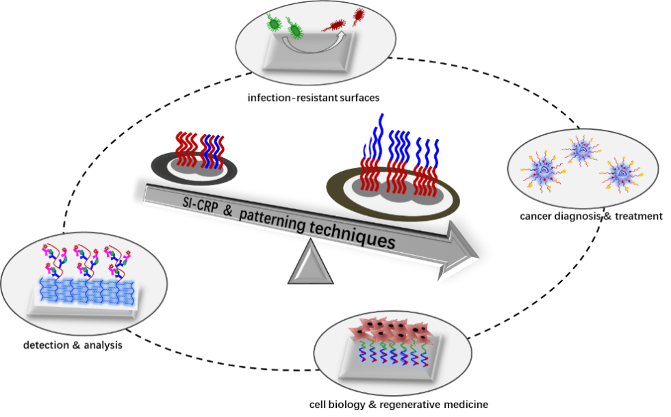 长春应化所殷敬华/栾世方课题组《Prog. Polym. Sci.》综述:层状高分子刷设计及其生物医学应用研究新进展的图2