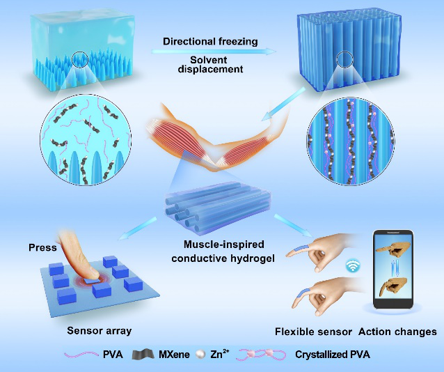 吉大林权教授课题组AFM：仿肌肉结构且具有各向异性的MXene导电水凝胶的制备及在生物传感器方面应用的图1