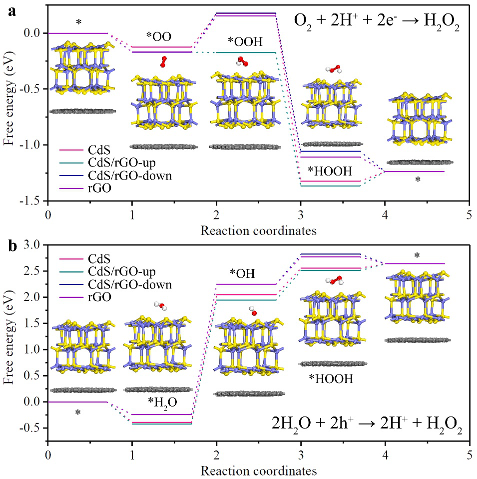 江南大学刘天西教授课题组《Energy Environ. Sci.》：一种新型仿生自追踪光催化系统的图4