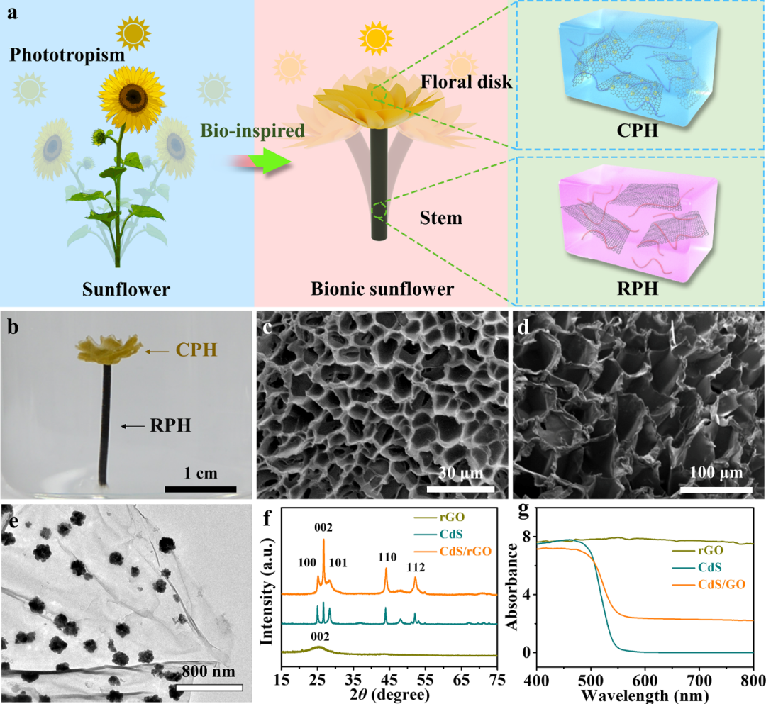 江南大学刘天西教授课题组《Energy Environ. Sci.》：一种新型仿生自追踪光催化系统的图1