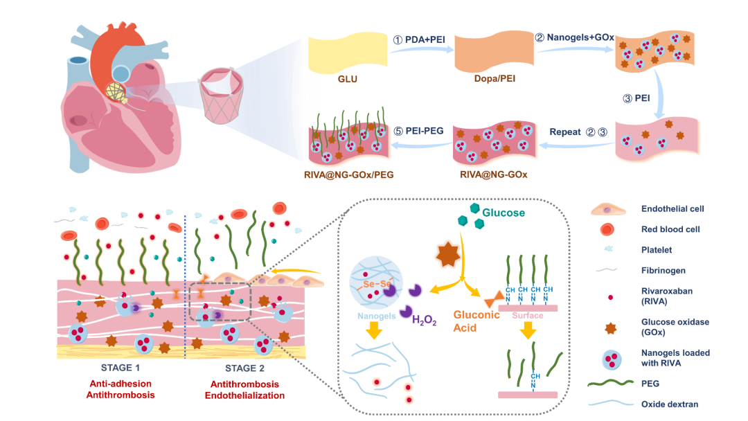 四川大學王云兵教授/羅日方副研究員Biomaterials：微創介入式生物瓣膜材料改性實現長效抗凝及內皮化增強的新策略的圖1