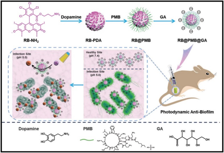 北京化工大学徐福建教授团队AFM：在增强生物膜渗透杀伤效率的光动力纳米颗粒取得新进展的图1