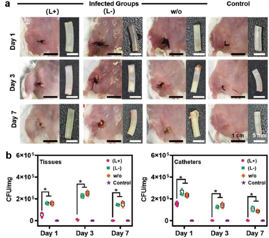 北京化工大学徐福建教授团队AFM：在增强生物膜渗透杀伤效率的光动力纳米颗粒取得新进展的图4