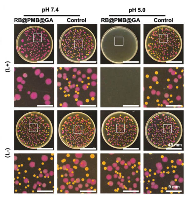 北京化工大学徐福建教授团队AFM：在增强生物膜渗透杀伤效率的光动力纳米颗粒取得新进展的图2