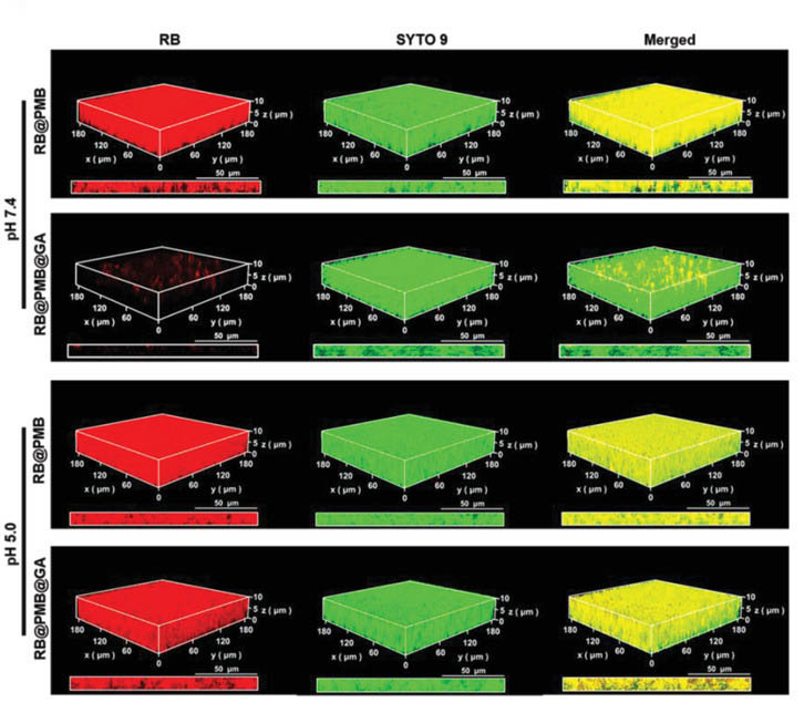 北京化工大学徐福建教授团队AFM：在增强生物膜渗透杀伤效率的光动力纳米颗粒取得新进展的图3