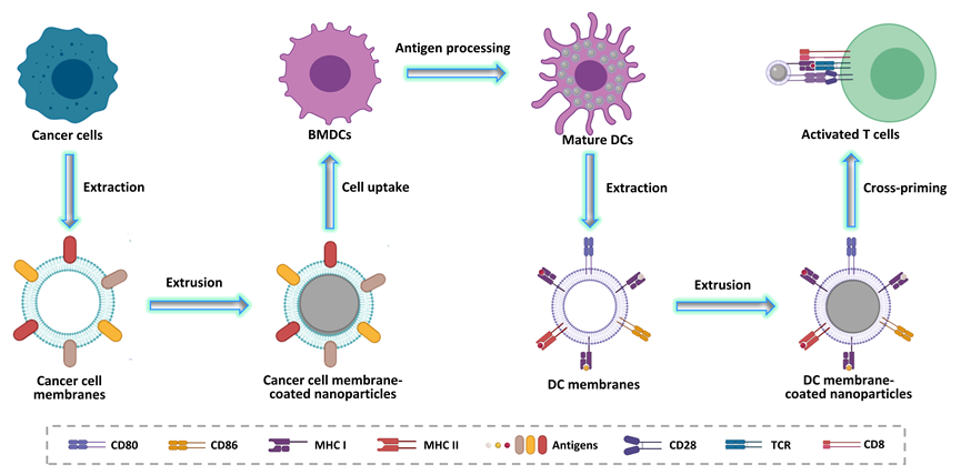 上海交大刘尽尧团队Small：基于仿生纳米树突状细胞的肿瘤疫苗平台的图1