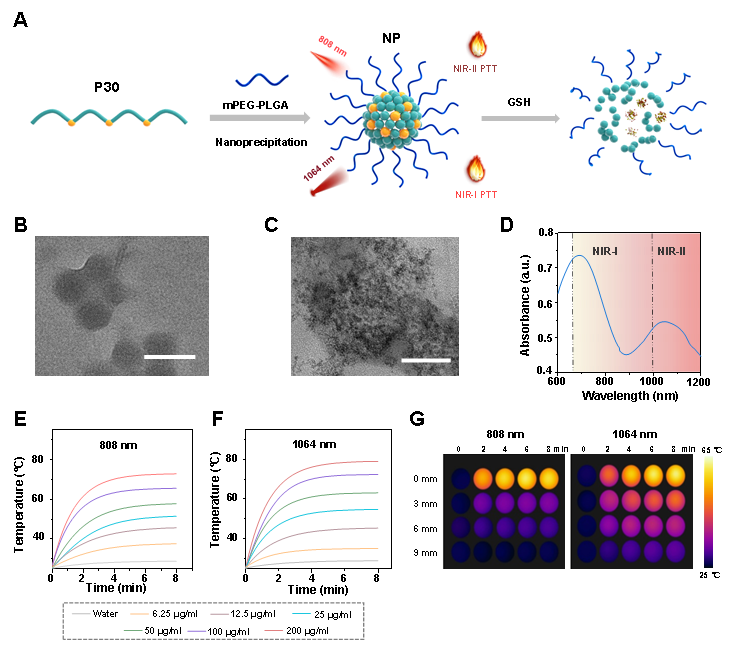 中科院化学所肖海华研究员团队《Adv. Mater.》：可降解的近红外二区假性共轭聚合物光热剂治疗高级别浆液性卵巢癌的图2