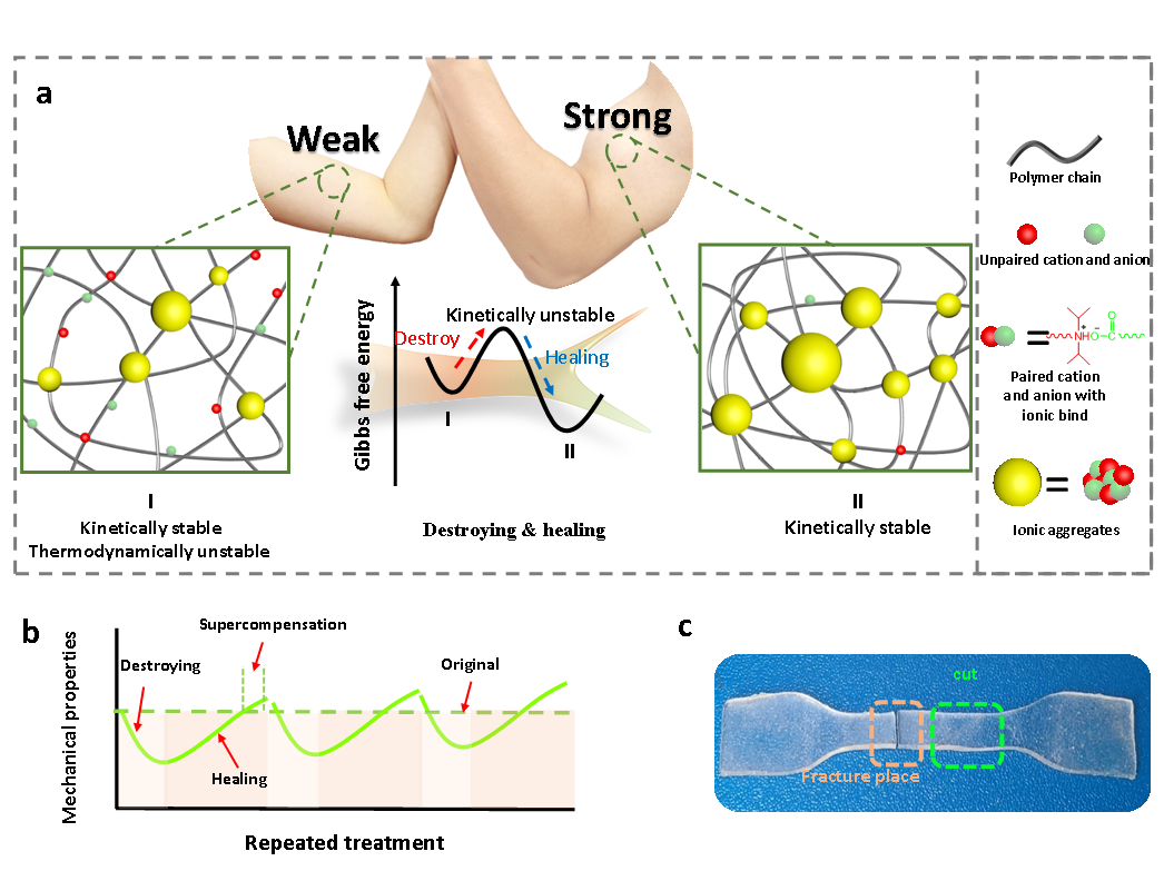四川大学吴锦荣教授团队《Mater. Horiz.》：通过构筑热力学不稳定性和动力学稳定性实现弹性体修复后变强的图1
