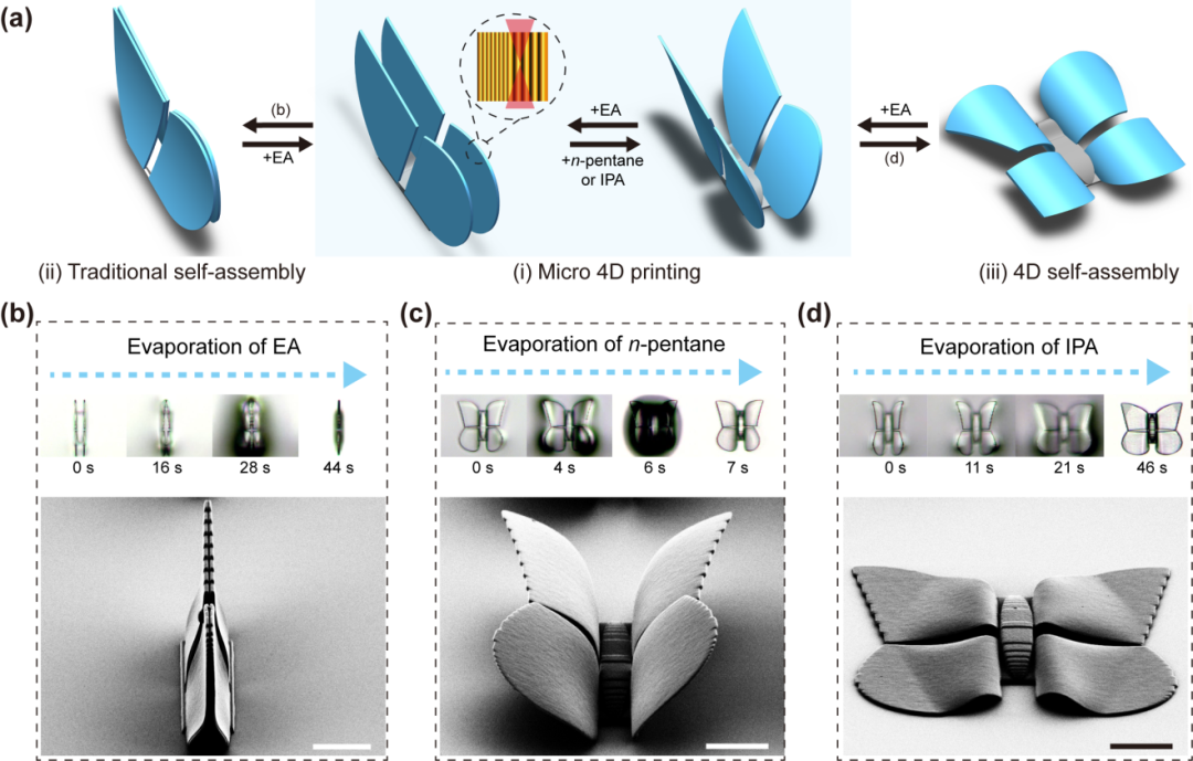 东南大学顾忠泽教授课题组《Adv. Mater.》：在微观4D打印领域取得重要进展的图1