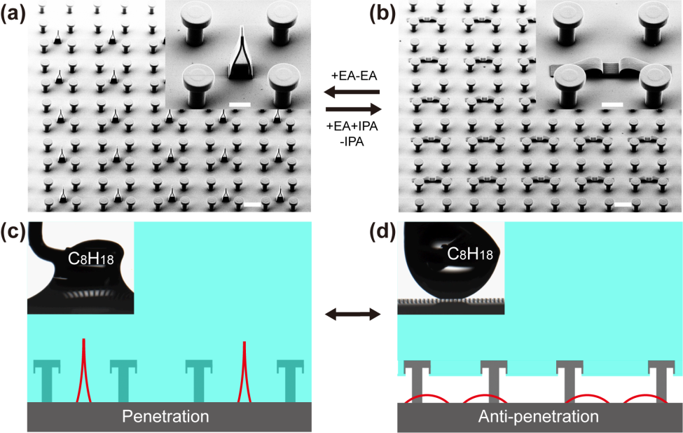 东南大学顾忠泽教授课题组《Adv. Mater.》：在微观4D打印领域取得重要进展的图3