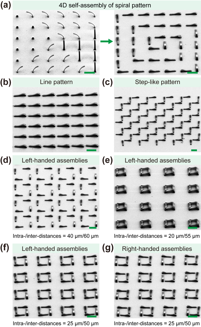 东南大学顾忠泽教授课题组《Adv. Mater.》：在微观4D打印领域取得重要进展的图2