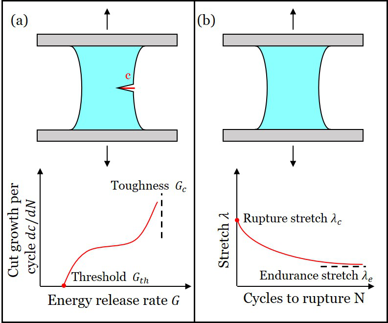 哈佛大学锁志刚教授与西安交大卢同庆教授合作：韧性水凝胶在循环载荷下的裂纹敏感性的图1