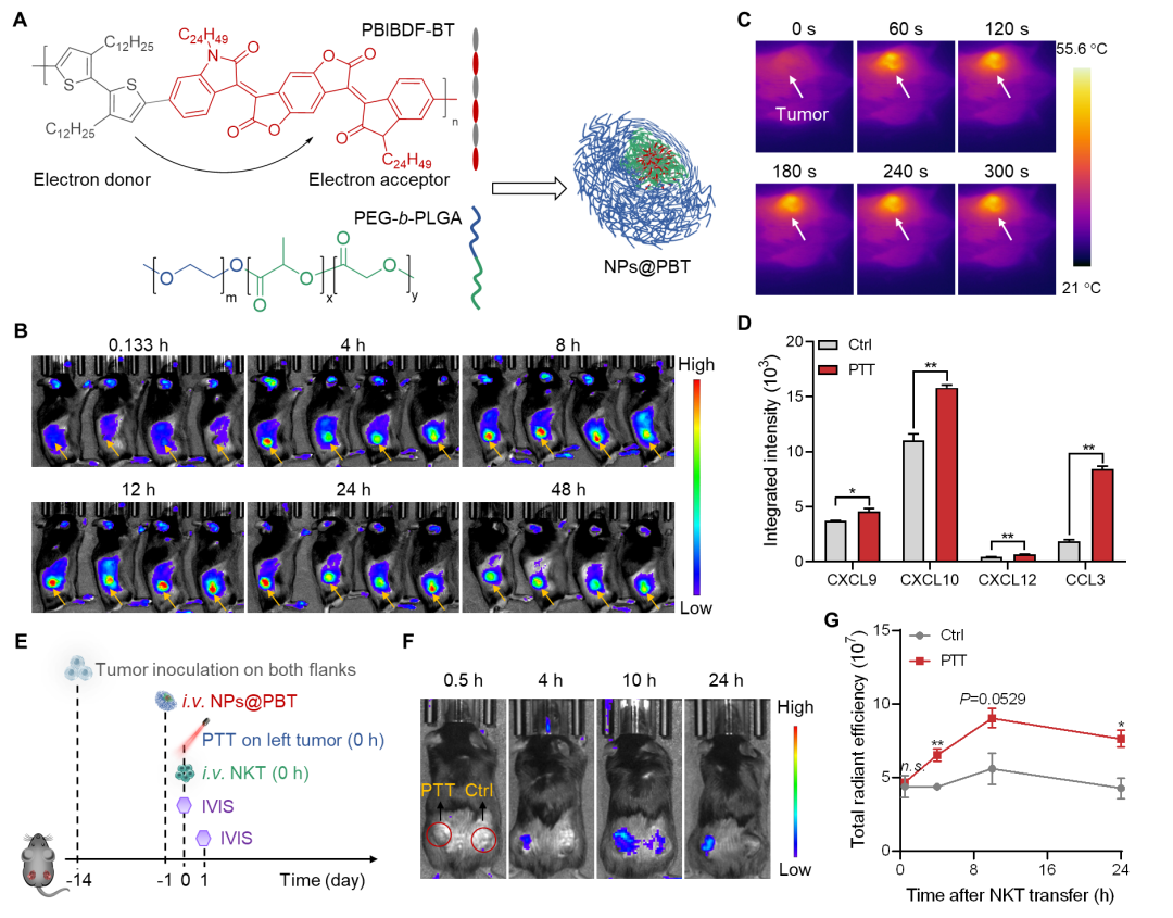 中科大王育才教授/白丽教授合作Nano Letters：高分子材料增强自然杀伤性T细胞的肿瘤治疗效果的图2