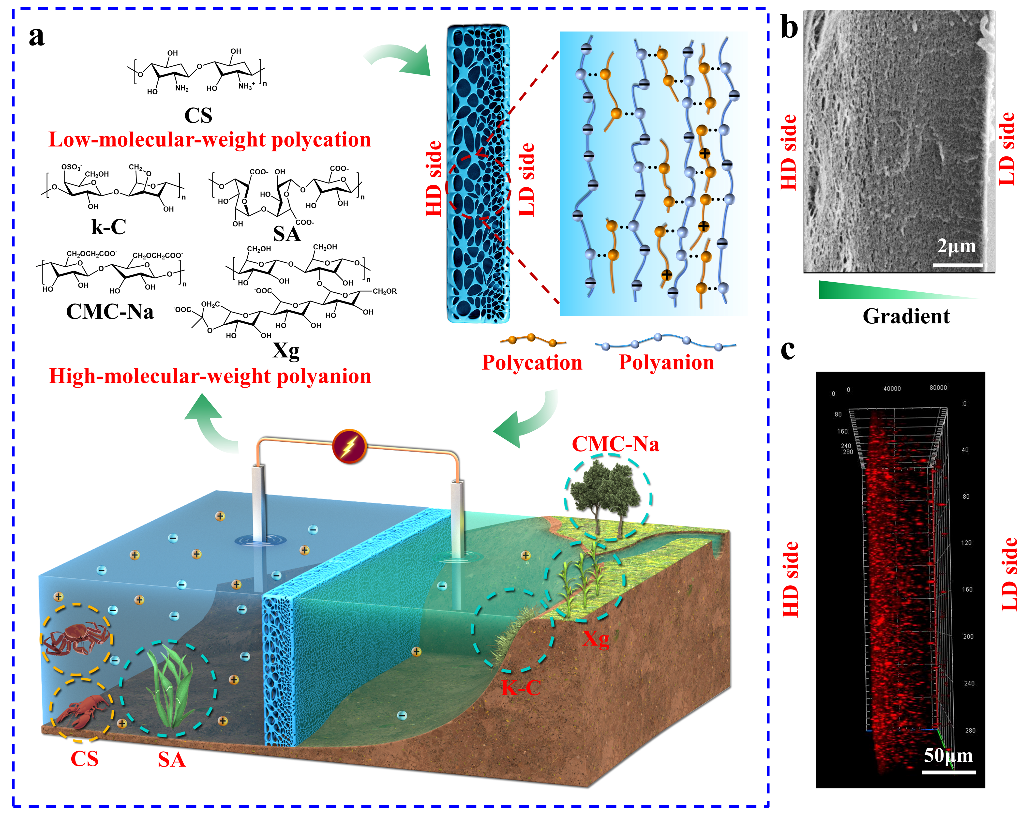青岛大学隋坤艳教授团队《Angew》：抗溶胀梯度凝胶膜用于高效渗透能提取的图1