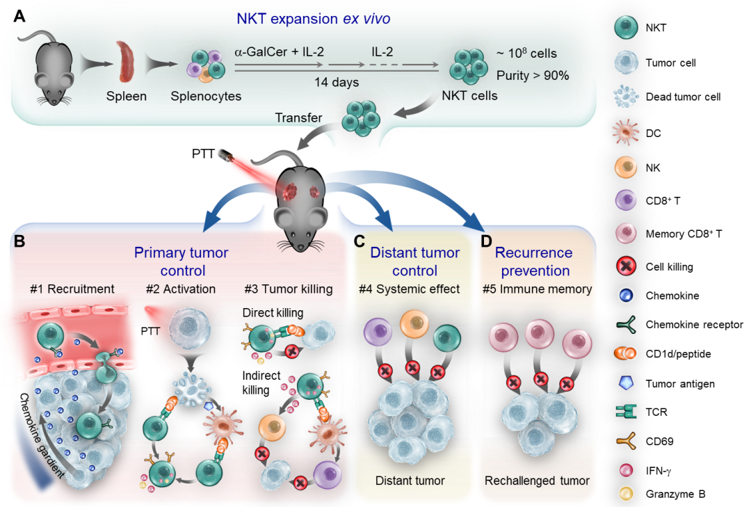 中科大王育才教授/白丽教授合作Nano Letters：高分子材料增强自然杀伤性T细胞的肿瘤治疗效果的图1