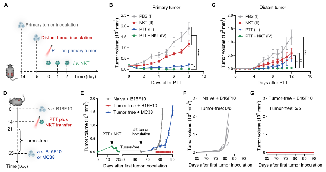 中科大王育才教授/白丽教授合作Nano Letters：高分子材料增强自然杀伤性T细胞的肿瘤治疗效果的图4