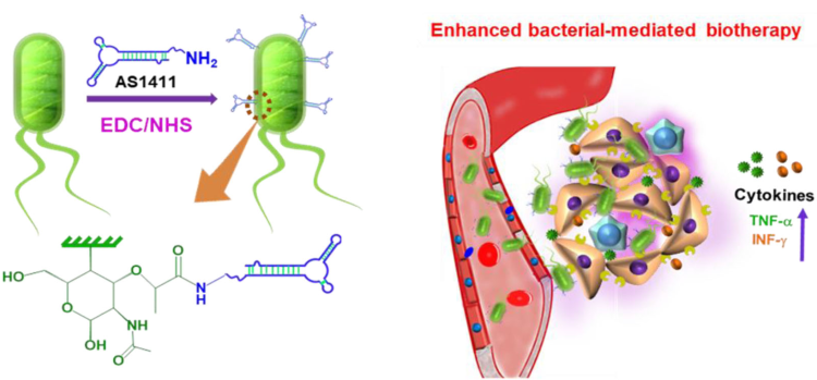 上海交大刘尽尧团队Nat. Commun.：活体细菌药物的瘤内递送的图1