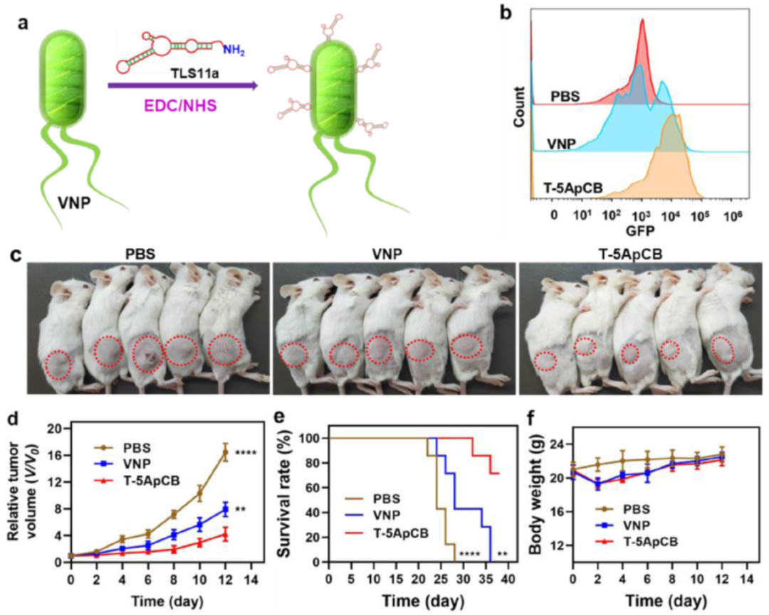 上海交大刘尽尧团队Nat. Commun.：活体细菌药物的瘤内递送的图2