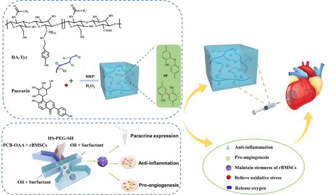 天津大学刘文广教授团队《Nano Today》：中草药交联生物大分子水凝胶携带rBMSCs@聚两性离子微凝胶治疗心肌梗死的图1