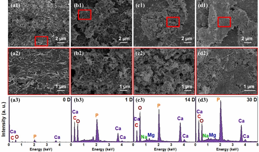 东华大学朱美芳院士、张耀鹏教授 Adv. Sci.：3D打印仿生高强度、多尺度、高精度的生物活性牙冠的图5