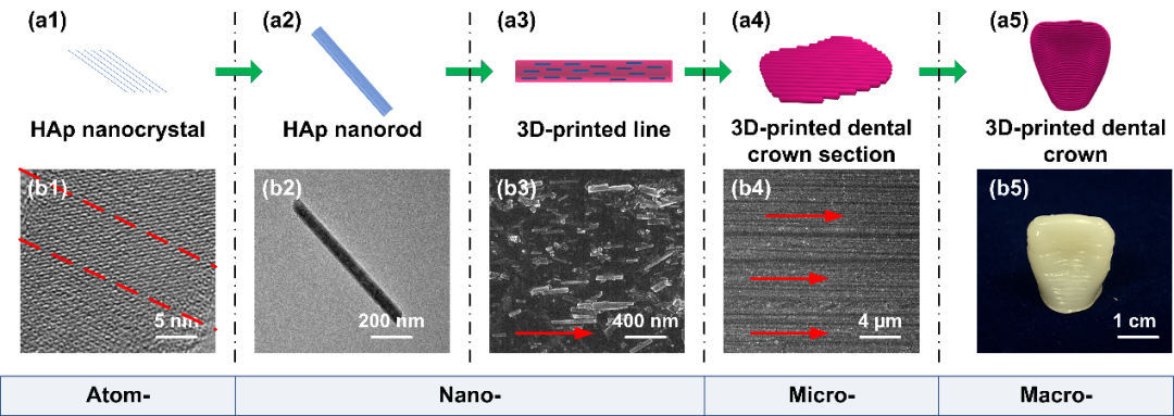 东华大学朱美芳院士、张耀鹏教授 Adv. Sci.：3D打印仿生高强度、多尺度、高精度的生物活性牙冠的图2