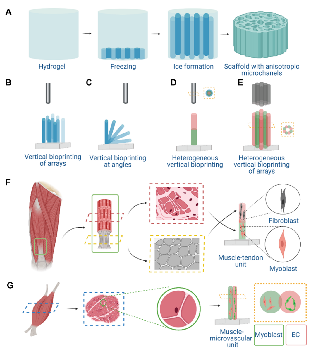 哈佛大學醫學院Y. Shrike Zhang教授課題組 Matter/Adv. Mater.：冷凍生物打印技術的研發、優化和應用的圖2