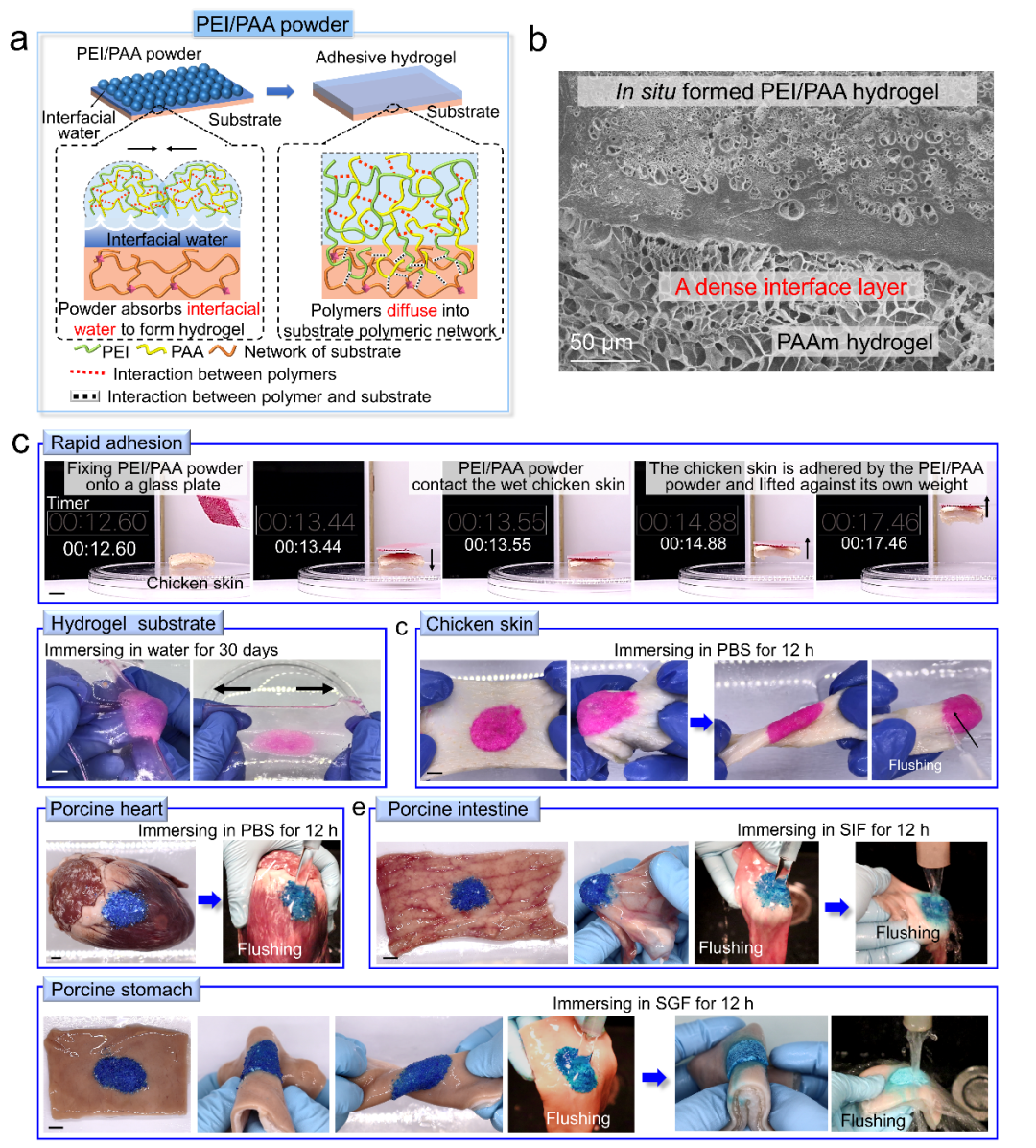 华南理工大学边黎明教授课题组《Sci. Adv.》：遇水自发形成水凝胶并在湿润动物组织表面形成强韧黏附的粉末的图2