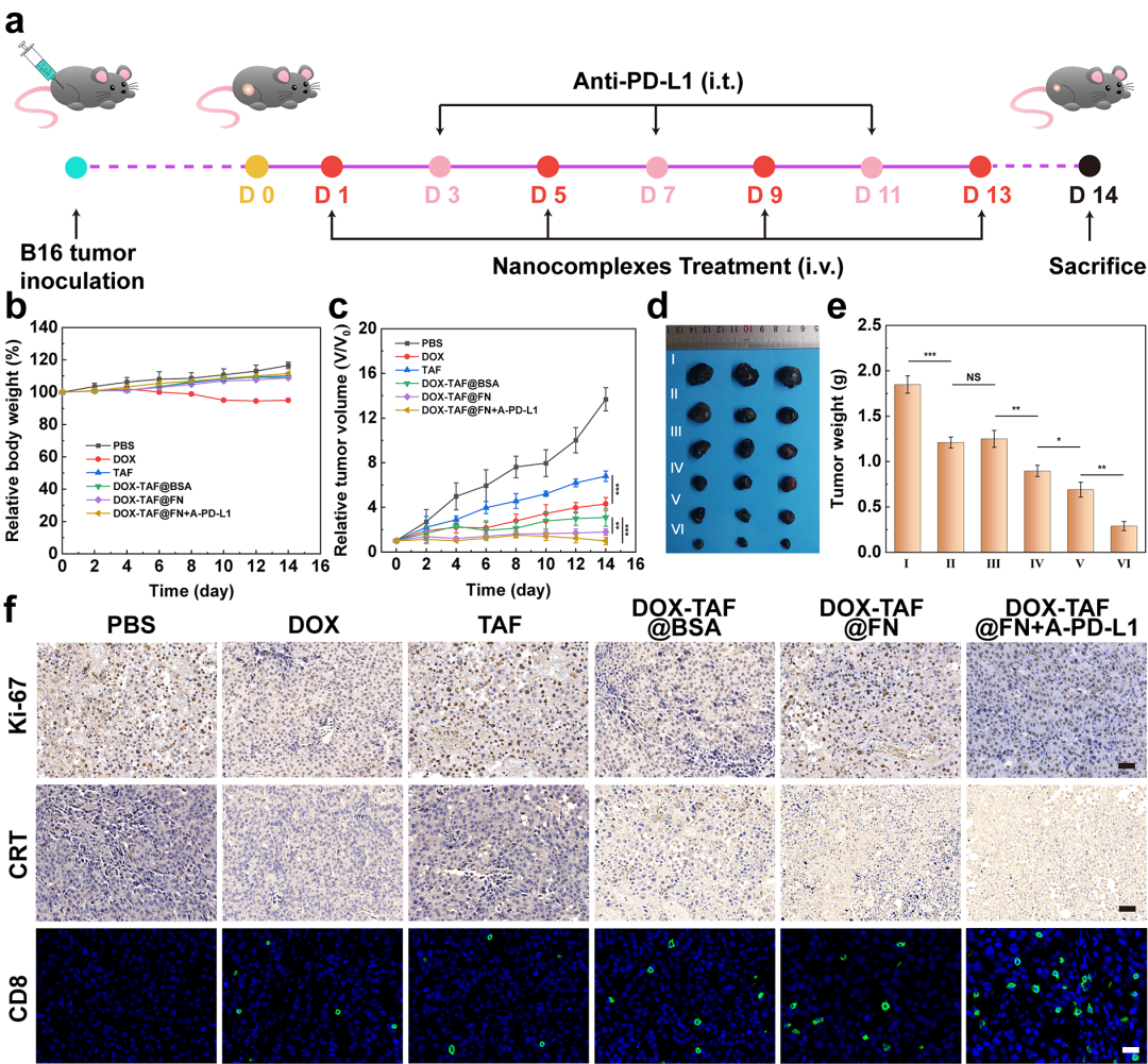 東華大學(xué)史向陽團隊 ACS Nano：纖連蛋白包覆的金屬-多酚網(wǎng)絡(luò)通過鐵死亡增強的ICD實現(xiàn)腫瘤的化學(xué)/化學(xué)動力學(xué)/免疫協(xié)同治療的圖6