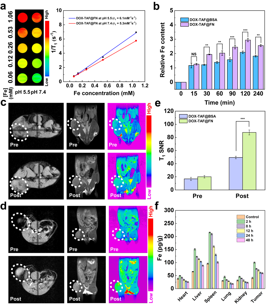 東華大學(xué)史向陽團隊 ACS Nano：纖連蛋白包覆的金屬-多酚網(wǎng)絡(luò)通過鐵死亡增強的ICD實現(xiàn)腫瘤的化學(xué)/化學(xué)動力學(xué)/免疫協(xié)同治療的圖5
