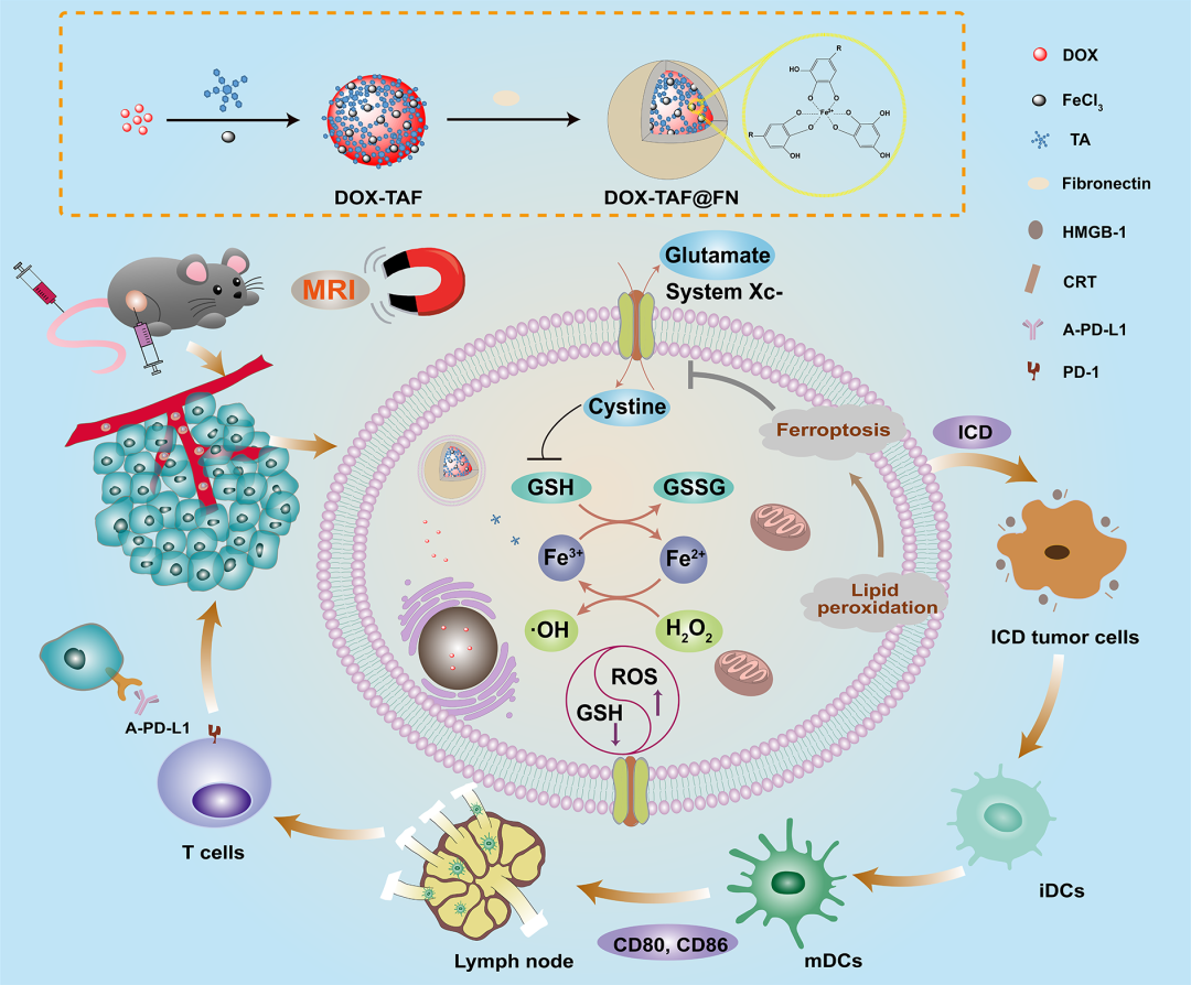東華大學(xué)史向陽團隊 ACS Nano：纖連蛋白包覆的金屬-多酚網(wǎng)絡(luò)通過鐵死亡增強的ICD實現(xiàn)腫瘤的化學(xué)/化學(xué)動力學(xué)/免疫協(xié)同治療的圖1