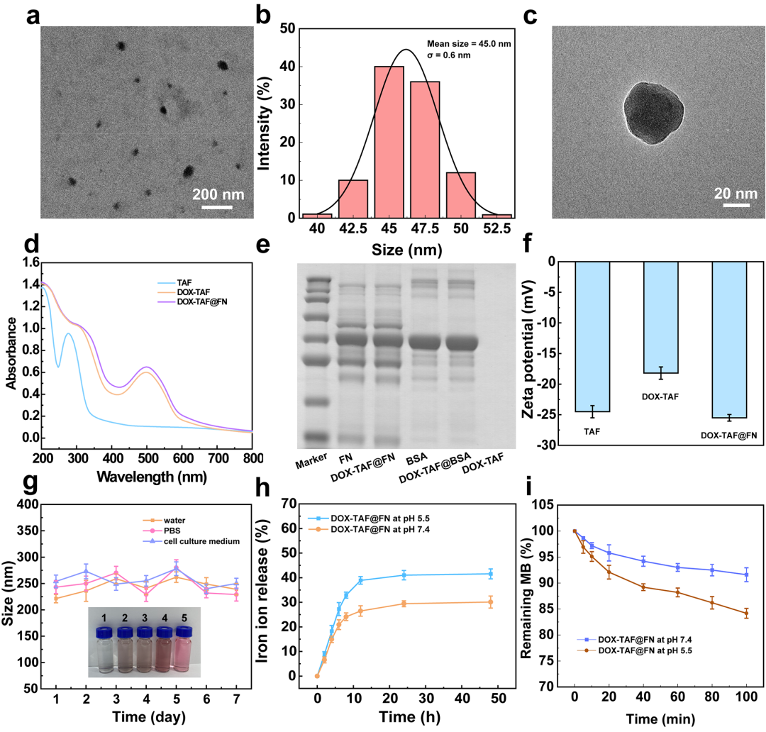 東華大學(xué)史向陽團隊 ACS Nano：纖連蛋白包覆的金屬-多酚網(wǎng)絡(luò)通過鐵死亡增強的ICD實現(xiàn)腫瘤的化學(xué)/化學(xué)動力學(xué)/免疫協(xié)同治療的圖2