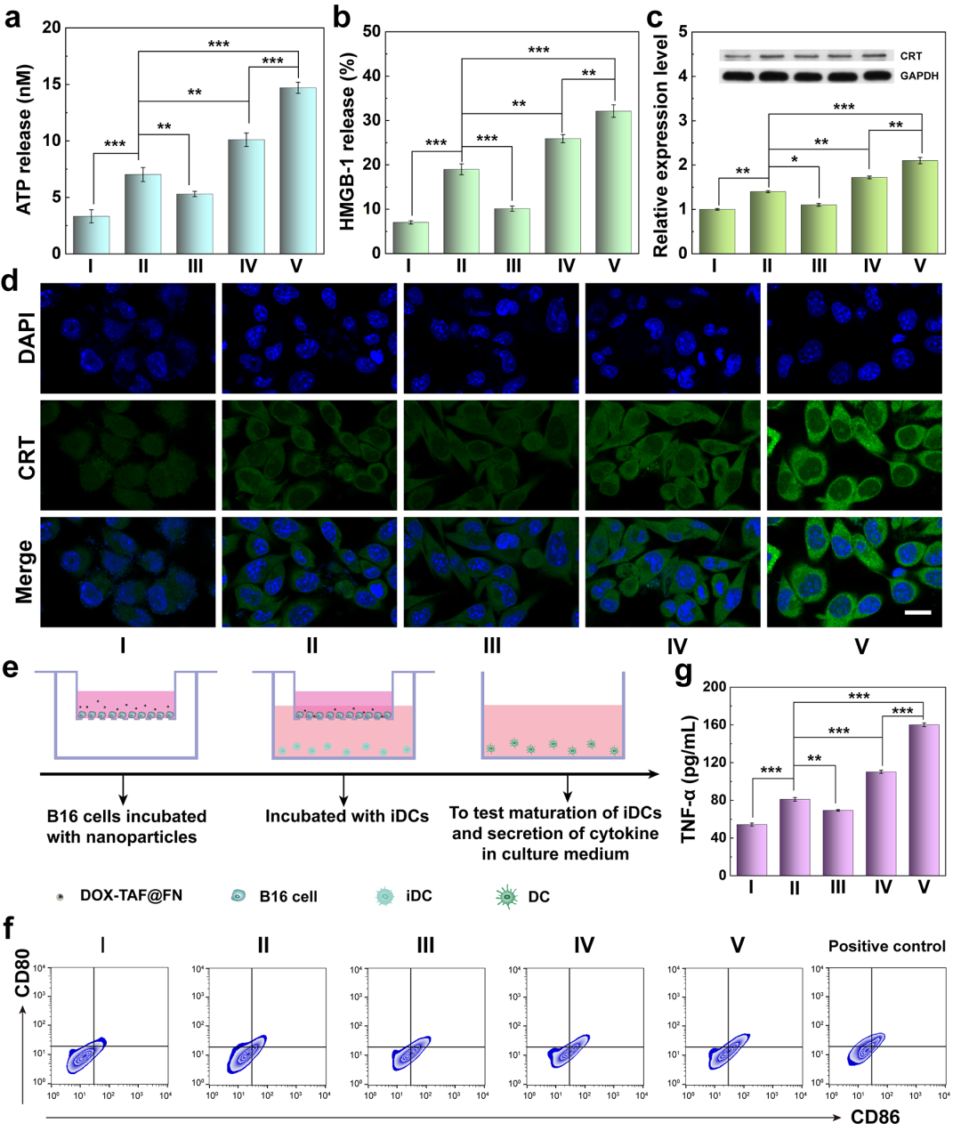 東華大學(xué)史向陽團隊 ACS Nano：纖連蛋白包覆的金屬-多酚網(wǎng)絡(luò)通過鐵死亡增強的ICD實現(xiàn)腫瘤的化學(xué)/化學(xué)動力學(xué)/免疫協(xié)同治療的圖4