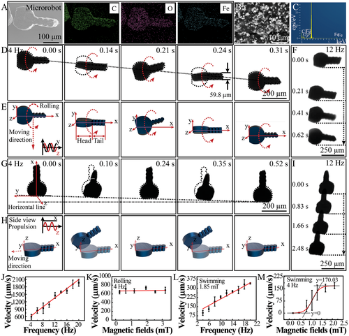 《Adv. Sci.》：熔融电纺丝书写技术新应用——制备磁性微型机器人的图4