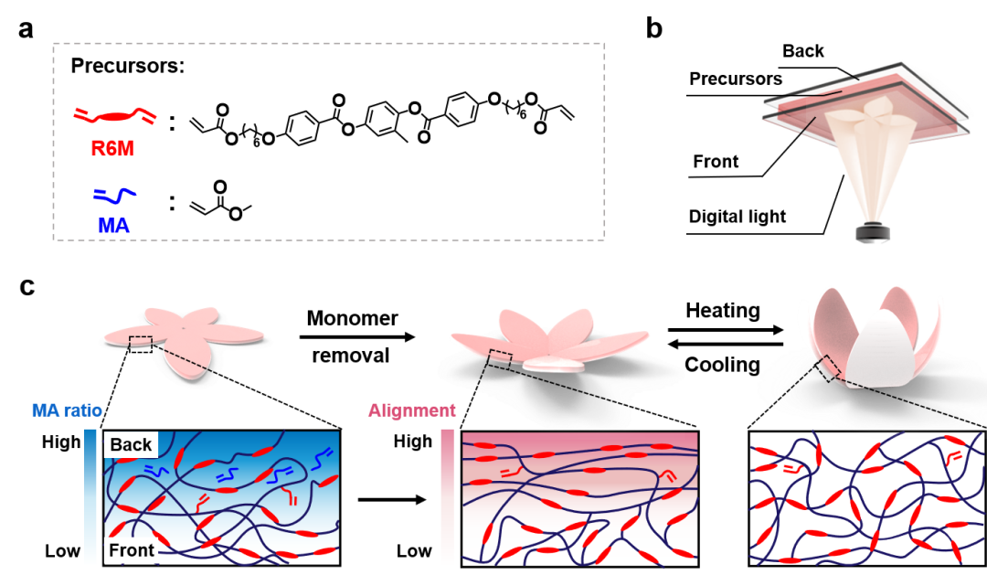 浙江大學謝濤教授課題組《Adv. Mater.》：在液晶彈性體取向機理上取得新進展的圖1