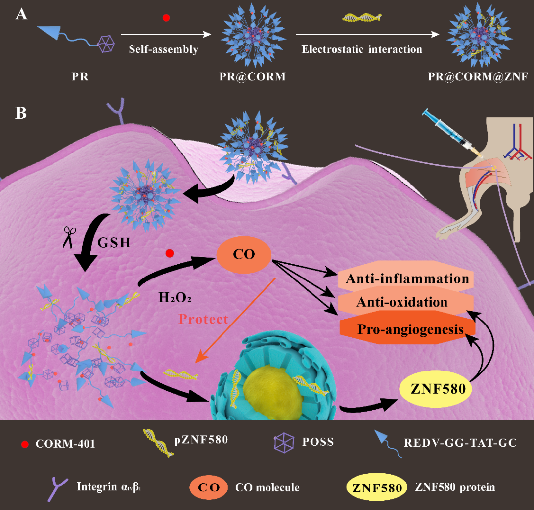 天津大学冯亚凯/郭锦棠/任相魁课题组《CEJ》： “CO疗法”搭档“基因治疗”，协同挽救严重肢体缺血的图1