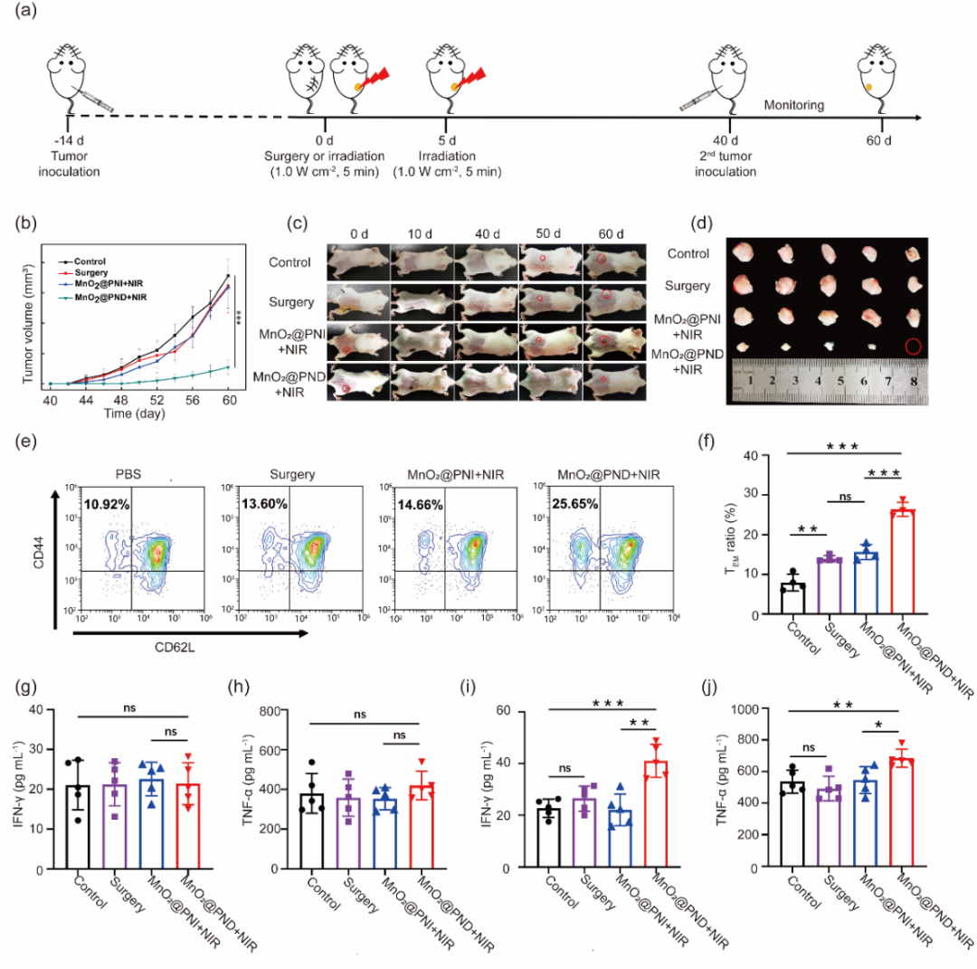 华中科技大学王芹/朱艳红AFM：可注射黏附性水凝胶捕获光热产生的抗原构建肿瘤原位疫苗的图5