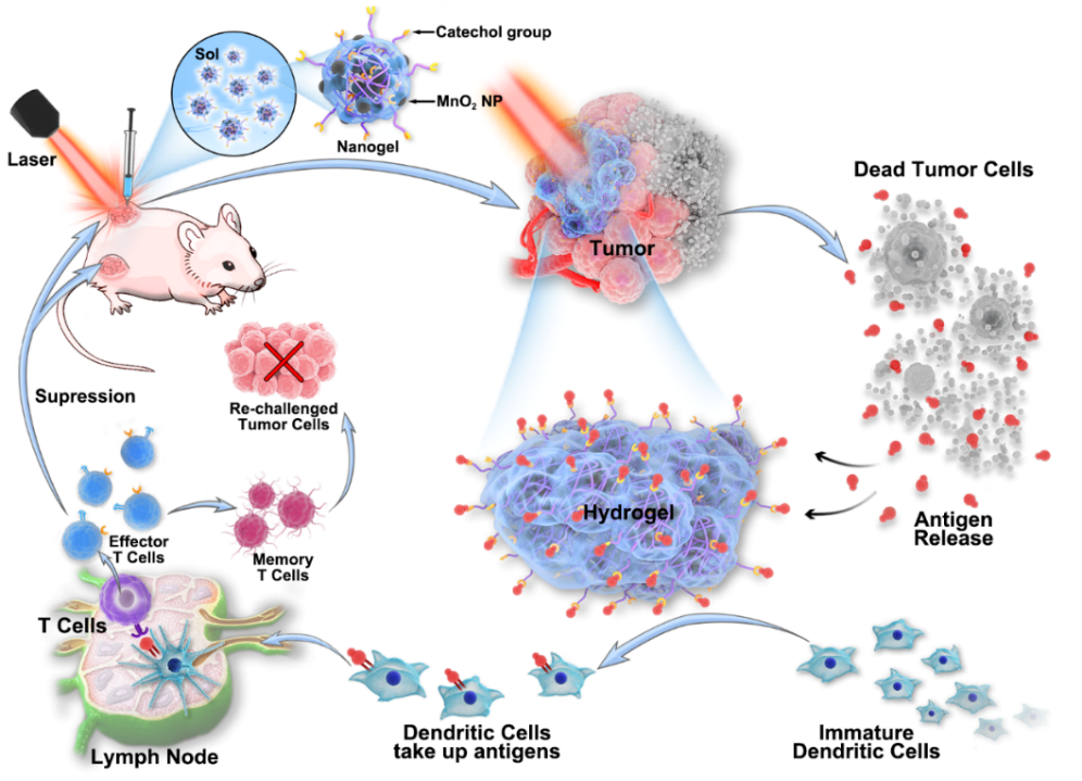 华中科技大学王芹/朱艳红AFM：可注射黏附性水凝胶捕获光热产生的抗原构建肿瘤原位疫苗的图1