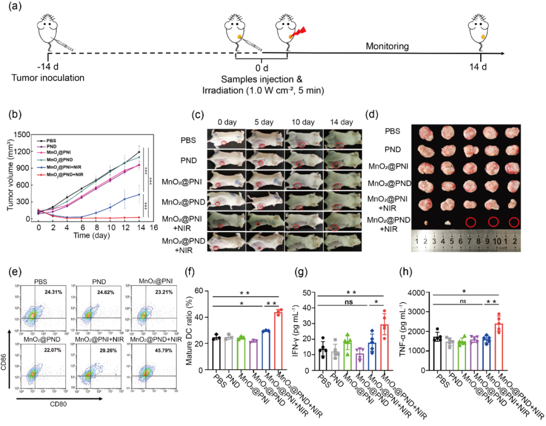 华中科技大学王芹/朱艳红AFM：可注射黏附性水凝胶捕获光热产生的抗原构建肿瘤原位疫苗的图4