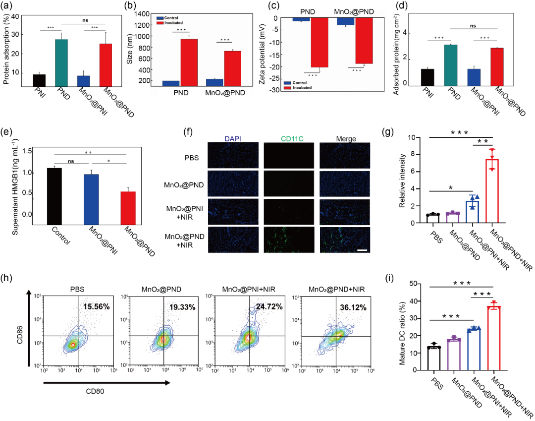 华中科技大学王芹/朱艳红AFM：可注射黏附性水凝胶捕获光热产生的抗原构建肿瘤原位疫苗的图3
