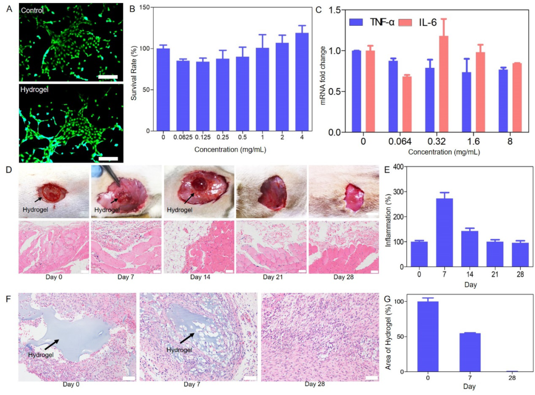 哈佛锁志刚院士与西安交大吕毅/唐敬达提出磁辅助-水凝胶粘接方法用于器官移植的图5